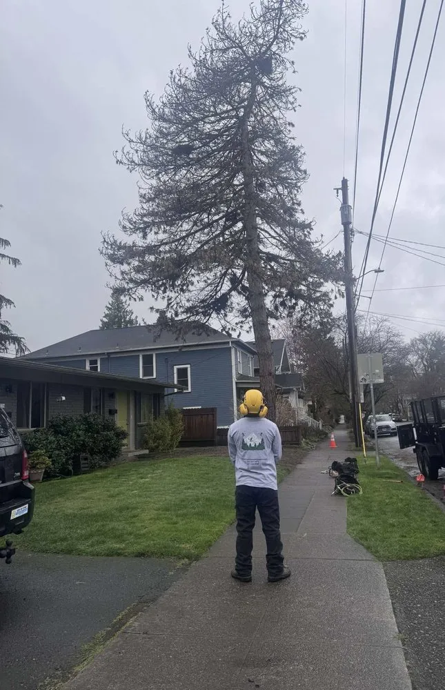 Reliable yard cleanup service experts serving Portland, OR - The White Eagle Tree Services & Landscaping