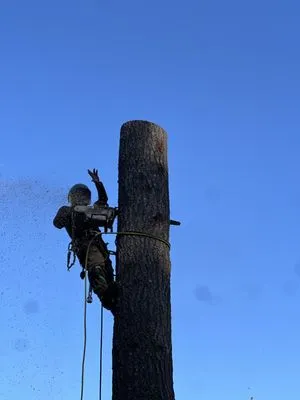 The White Eagle Tree Services & Landscaping Logo