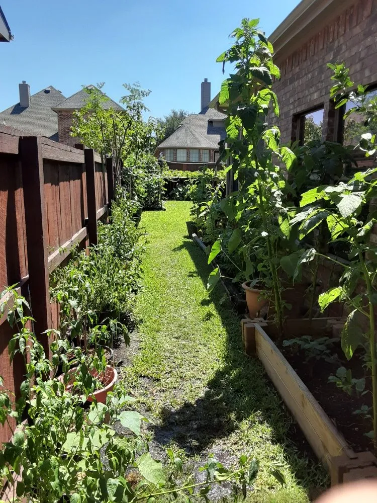 Top-rated yard cleanup service for year-round maintenance in Wylie, TX by The Whole 9 Irrigation and Landscaping