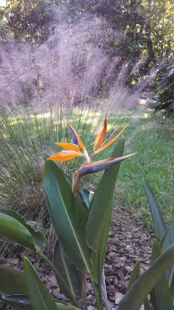 Affordable outdoor landscaping near you across Valrico, FL - The Whole 9 Yards Lawn & Landscaping