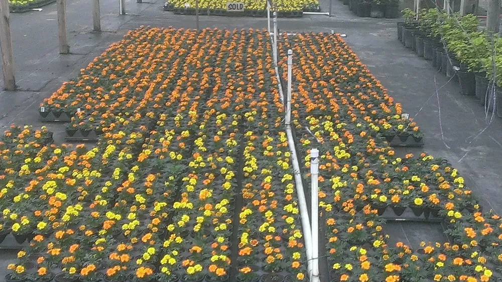 Affordable outdoor landscaping experts serving Valrico, FL - The Whole 9 Yards Lawn & Landscaping