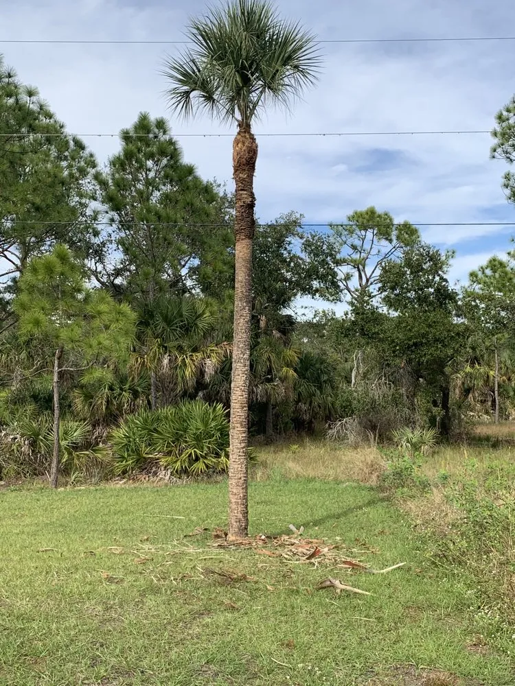 Local lawn mowing service experts serving Port Charlotte, FL - The Wizard of Lawns