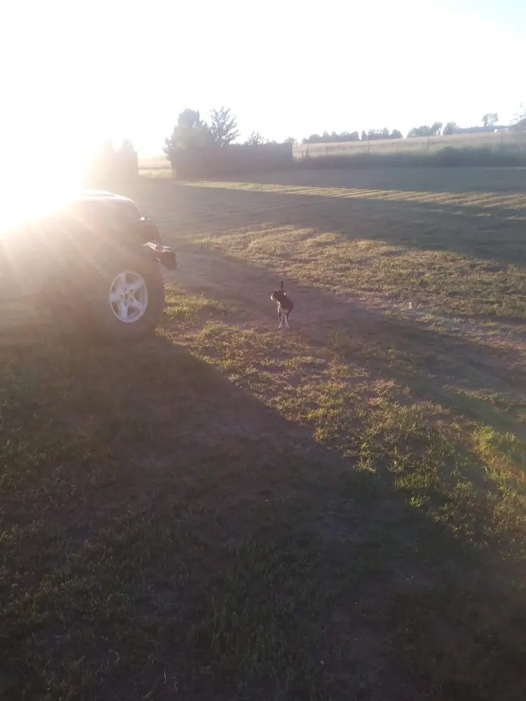 Top-rated yard cleanup service in Prescott Valley, AZ by The Woman Worx