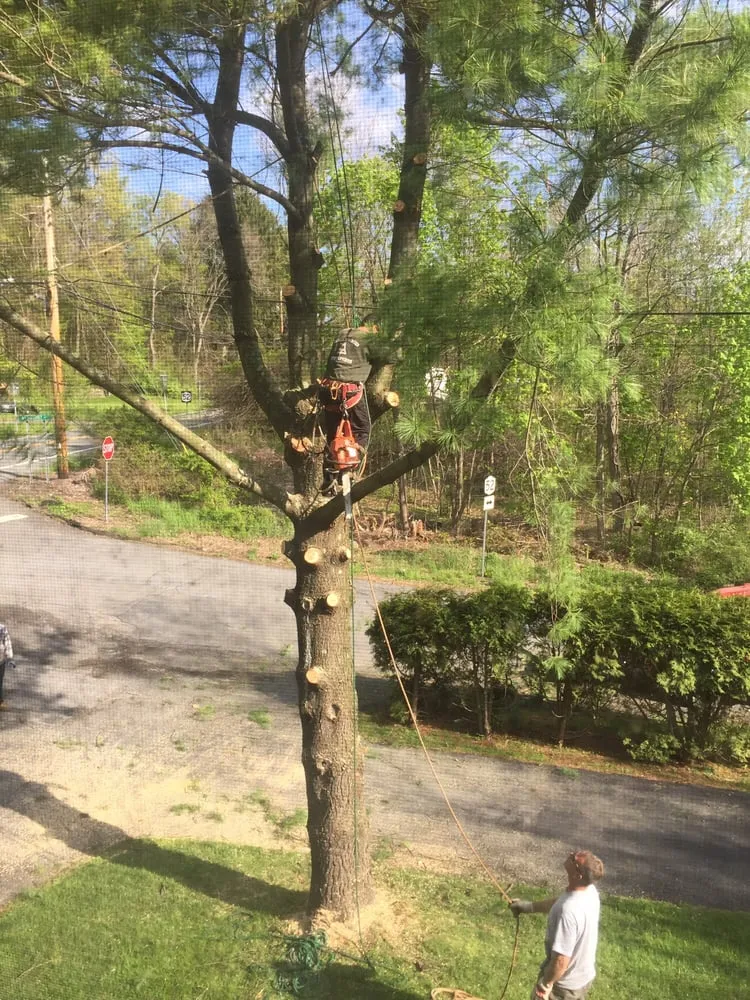 Trusted landscape installation in Newburgh, NY - The Wood Shop Tree Service