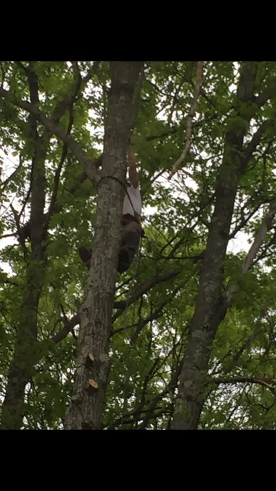 Top-rated landscaping services near you across Newburgh, NY - The Wood Shop Tree Service