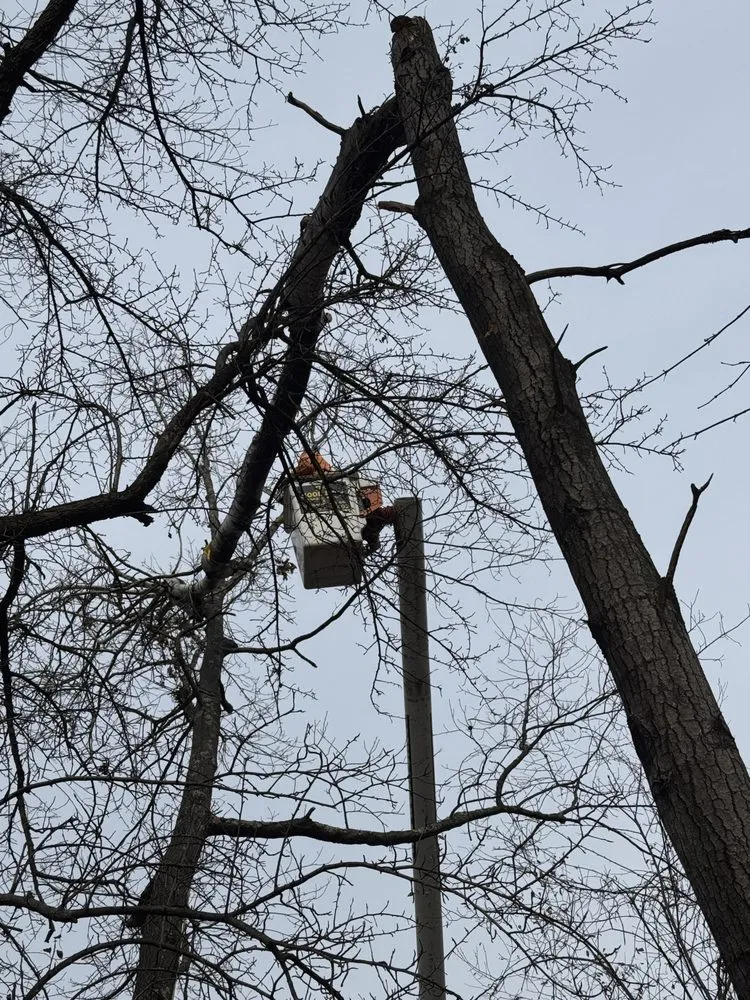 Local landscape design for outdoor upgrades across Newburgh, NY - The Wood Shop Tree Service