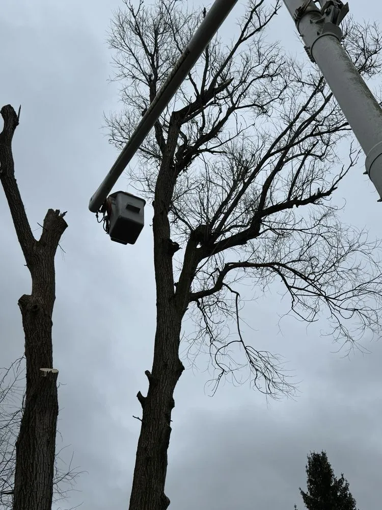 Custom yard cleanup service for residential properties in Newburgh, NY by The Wood Shop Tree Service