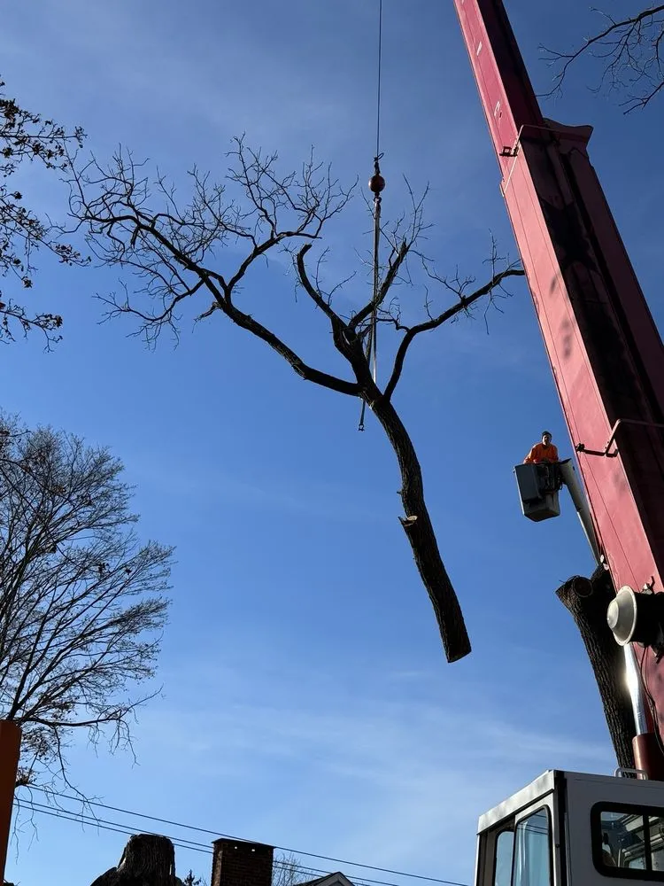 Custom lawn care service in Newburgh, NY by The Wood Shop Tree Service