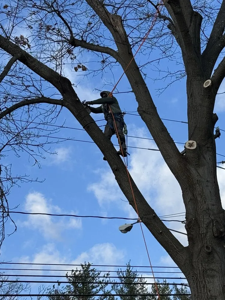 Trusted landscape installation in Newburgh, NY - The Wood Shop Tree Service