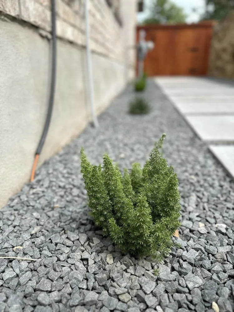 Professional lawn care service for homes in Round Rock, TX by The Works Lawn Service