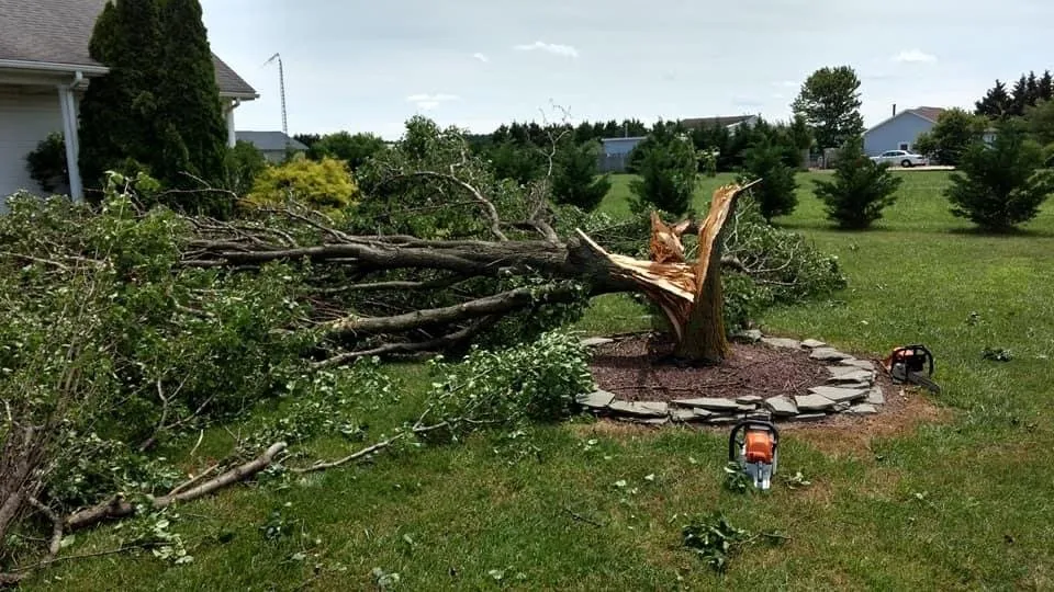 Top-rated yard cleanup service experts serving Milford, DE - The Worx