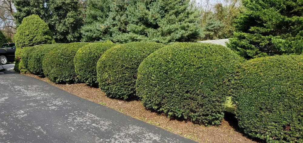 Affordable lawn care service for residential properties in Strasburg, VA by The Wright Choice Lawn Care