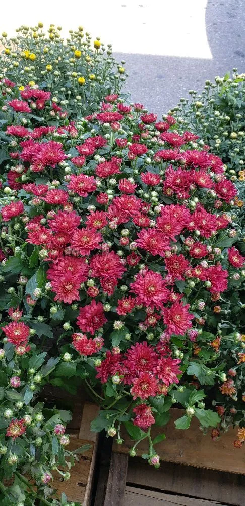 Trusted landscape design for outdoor upgrades across Strasburg, VA - The Wright Choice Lawn Care