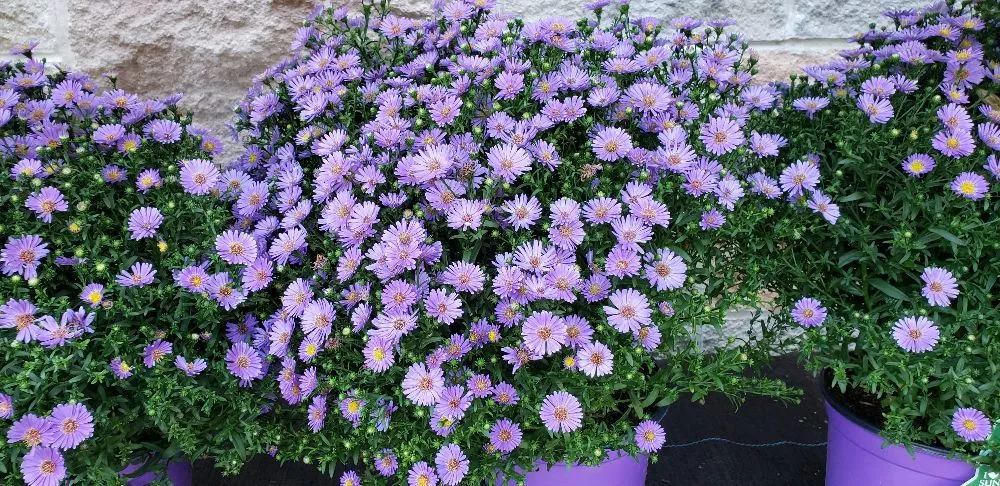 Top-rated landscaping services in Strasburg, VA by The Wright Choice Lawn Care