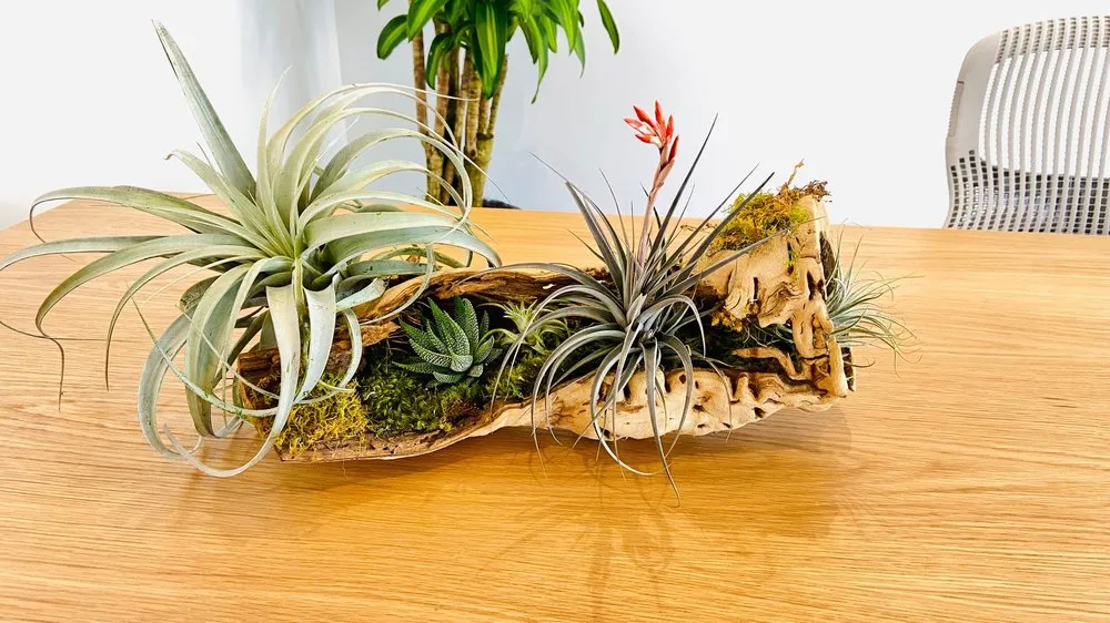 Professional lawn care service near you in South San Francisco, CA by The Wright Gardner