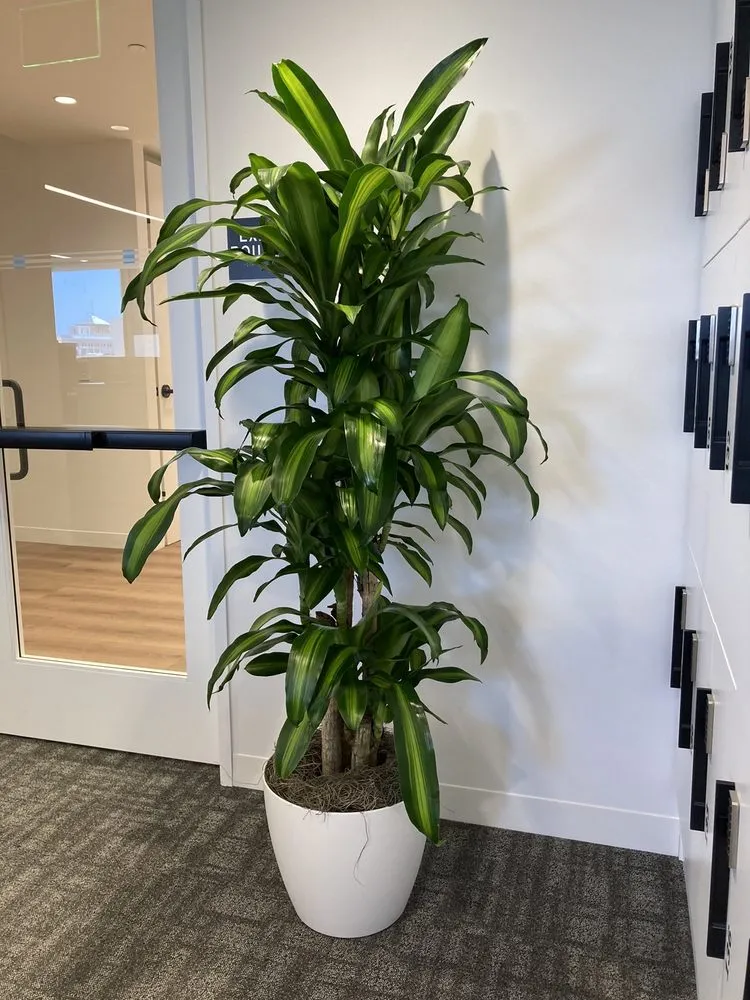 Expert lawn mowing service in South San Francisco, CA by The Wright Gardner