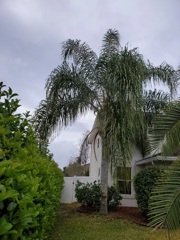 Custom lawn mowing service in Jacksonville, FL - The Wright Lawn Care