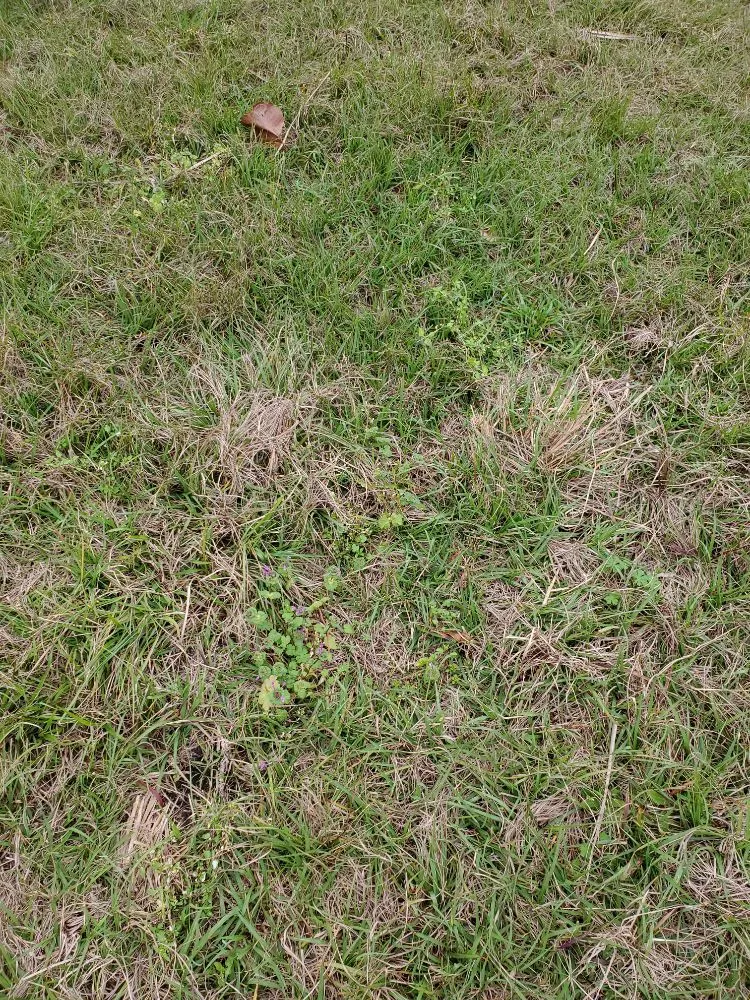 Expert residential landscaping for outdoor upgrades in Jacksonville, FL by The Wright Lawn Care