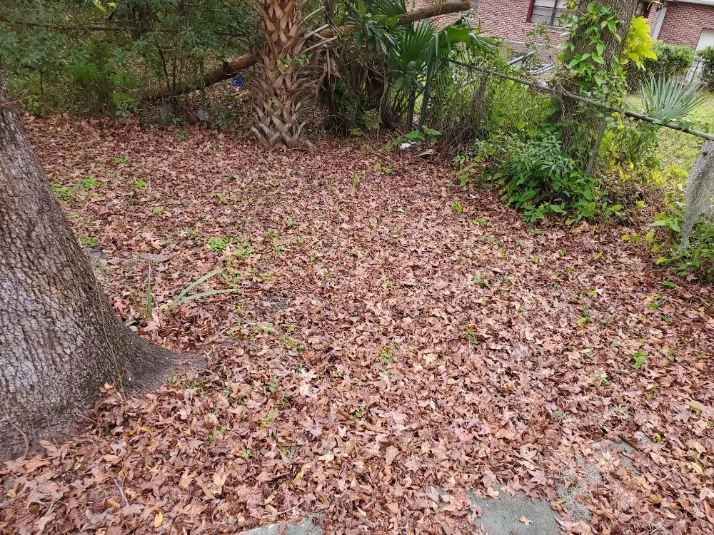 Top-rated lawn care service for residential properties in Jacksonville, FL by The Wright Lawn Care