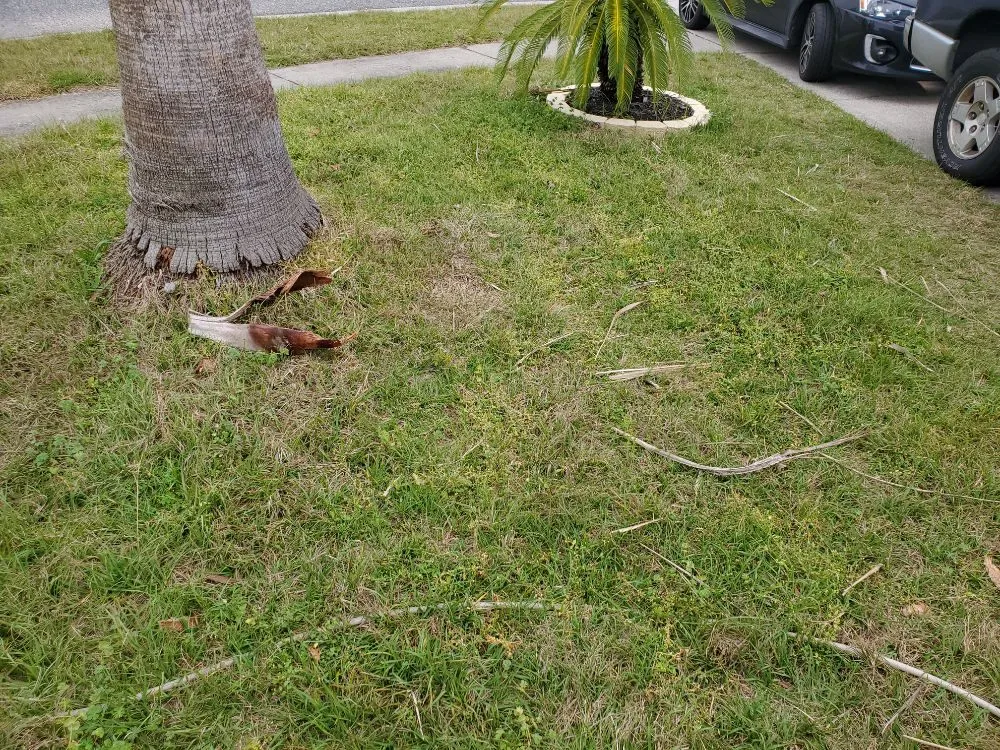 Affordable landscaping services in Jacksonville, FL by The Wright Lawn Care