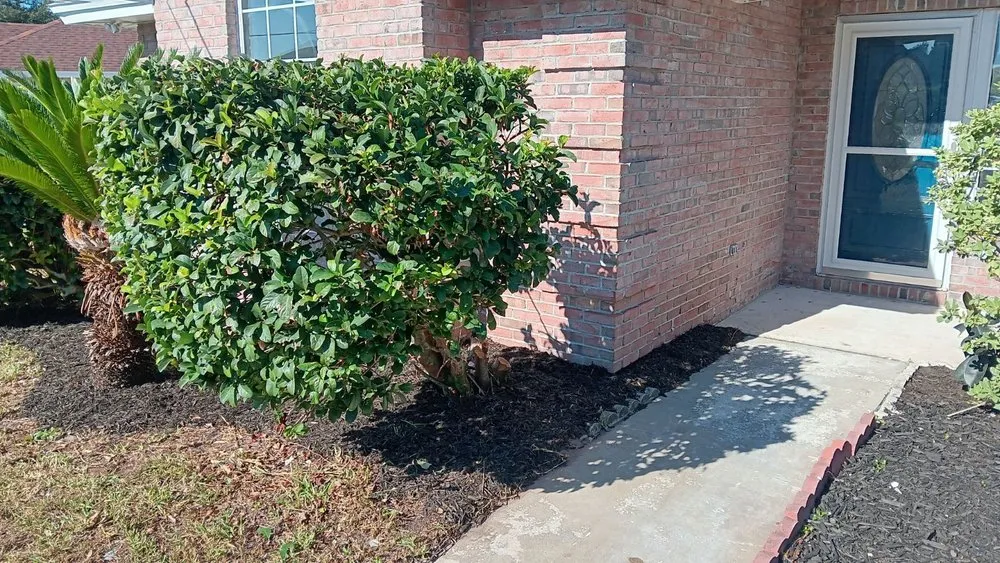 Local lawn care service for year-round maintenance in New Port Richey, FL by The Wright Lawn Care