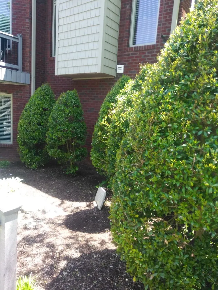 Reliable yard maintenance in Louisville, KY by The wright out door service's