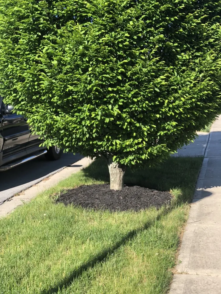 Affordable landscape design in Reynoldsburg, OH - The Wright Touch Landscaping and Lawncare