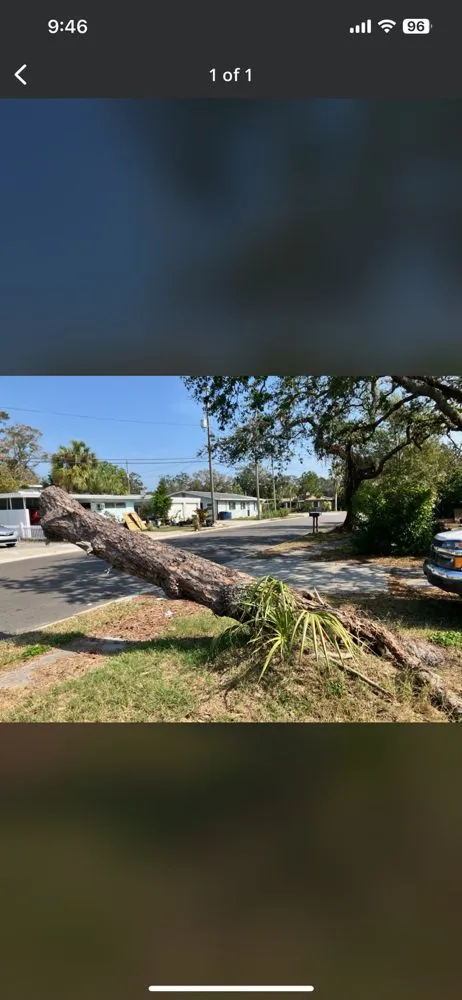 Professional landscaping services in St. Petersburg, FL - The Wright Tree Services