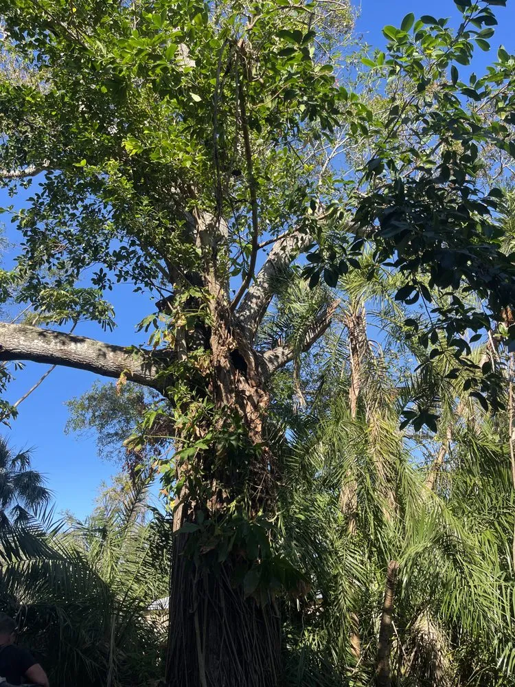 Top-rated lawn care service in St. Petersburg, FL by The Wright Tree Services