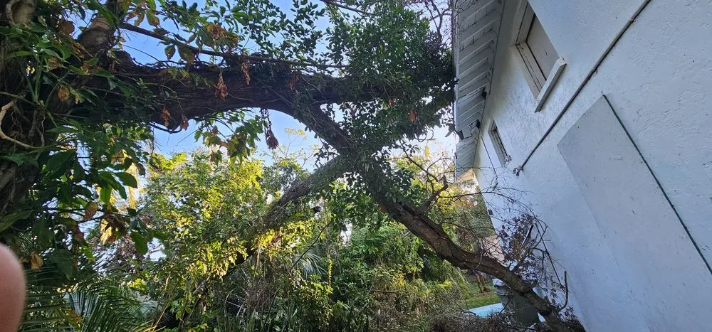 Expert yard cleanup service for year-round maintenance across St. Petersburg, FL - The Wright Tree Services