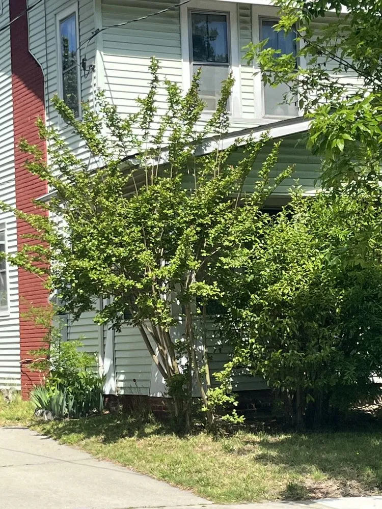 Custom yard cleanup service for outdoor upgrades in Greensboro, NC by The Yard Artist