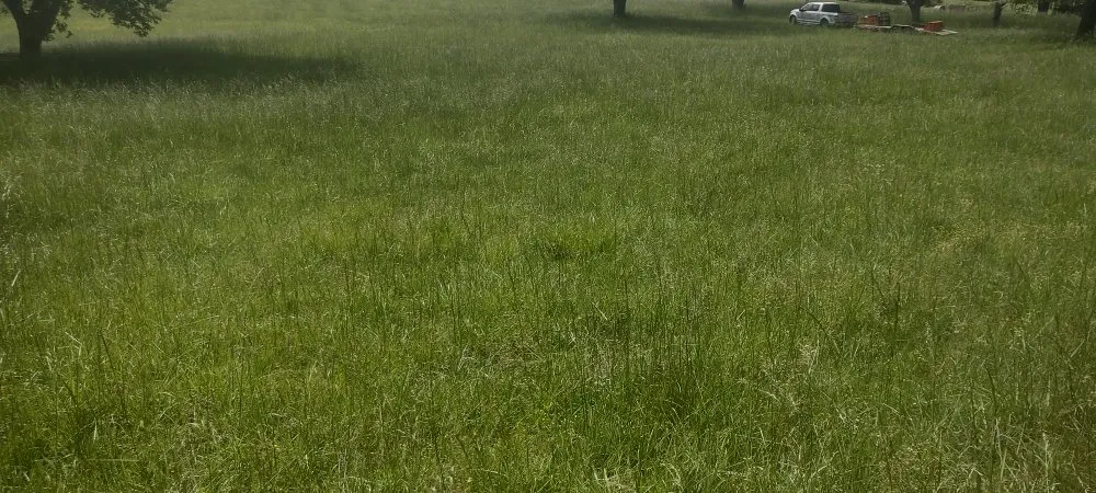 Trusted yard maintenance for beautiful yards across Riverside, AL - The Yard Butler