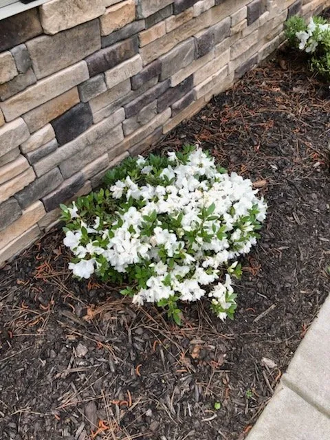 Local residential landscaping in Senoia, GA by The Yard Butler