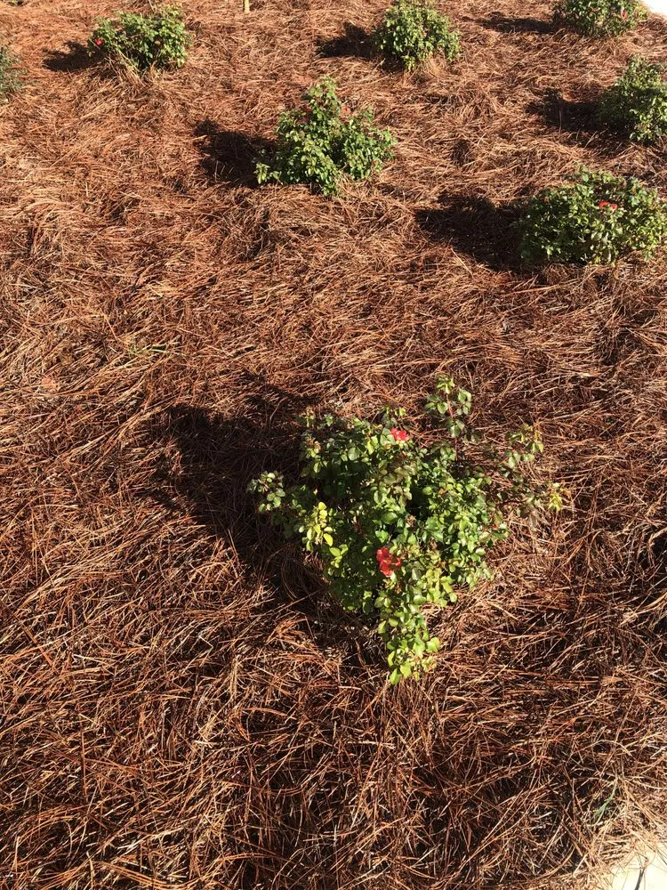 Affordable yard maintenance experts serving Senoia, GA - The Yard Butler