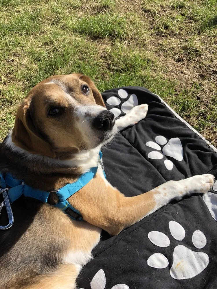 Professional yard maintenance in Shoreline, WA - The Yard Butlers