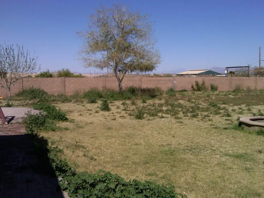 Trusted yard cleanup service in San Tan Valley, AZ - The Yard Experts