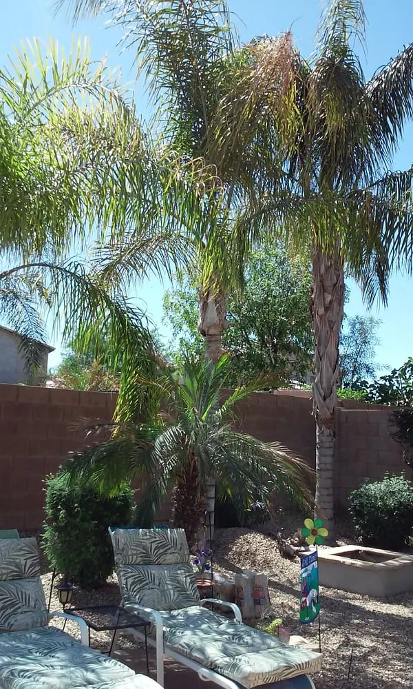 Expert yard cleanup service experts serving San Tan Valley, AZ - The Yard Experts
