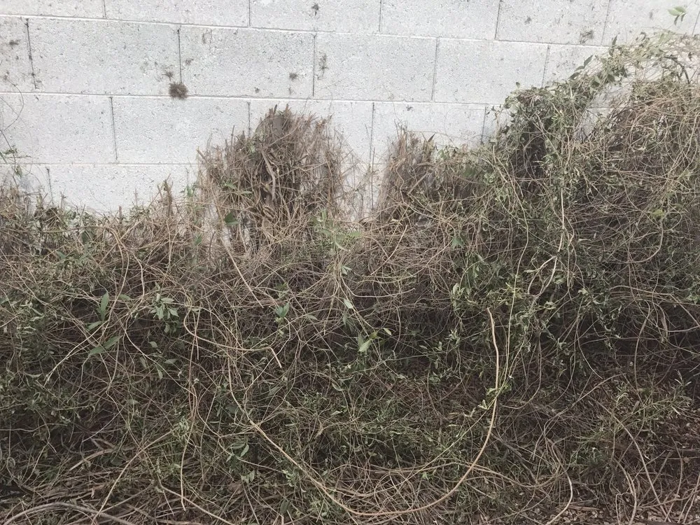 Custom outdoor landscaping in San Tan Valley, AZ - The Yard Experts