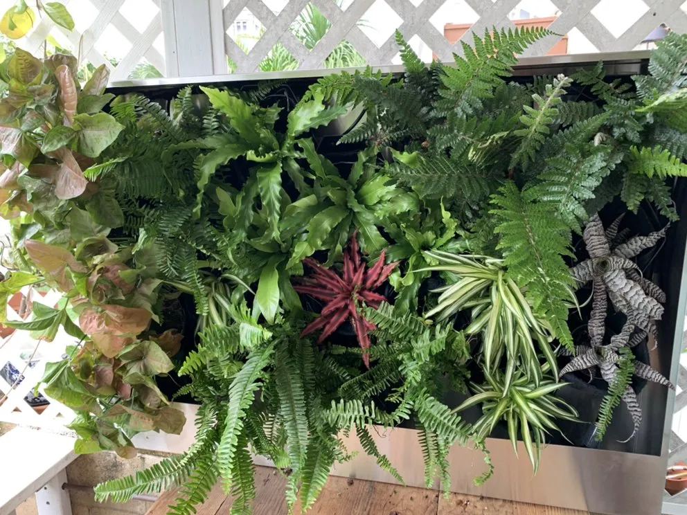 Local lawn care service in Kailua, HI by The Yard Guy