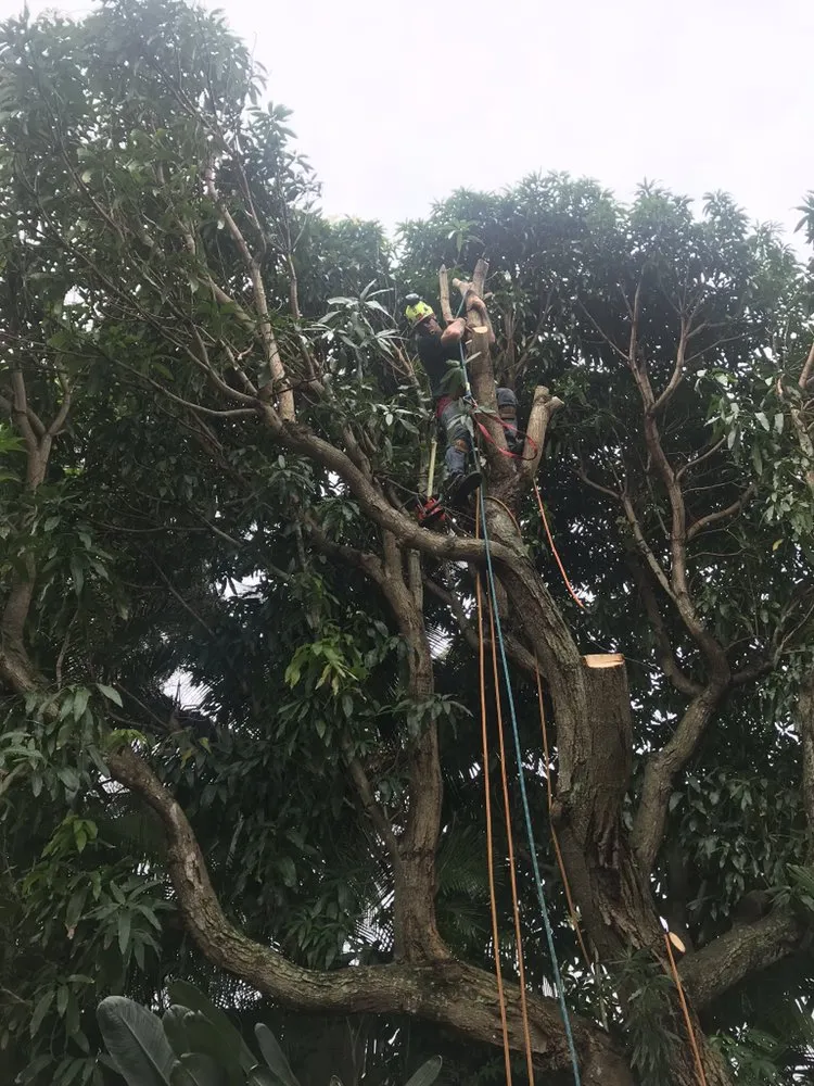 Expert residential landscaping for residential properties across Kailua, HI - The Yard Guy