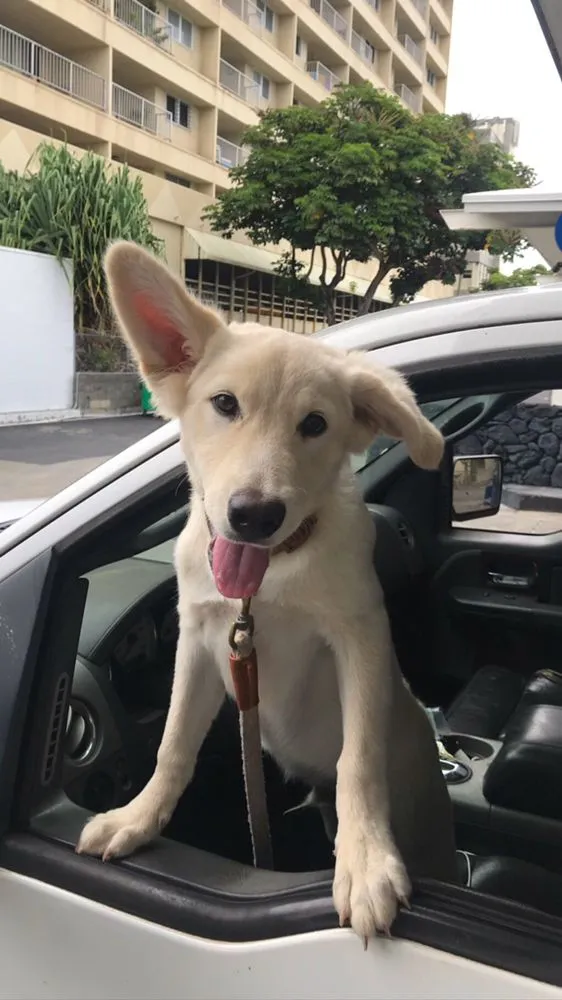 Top-rated lawn care service in Kailua, HI by The Yard Guy