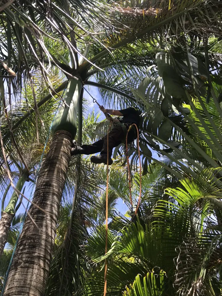 Reliable lawn care service in Kailua, HI by The Yard Guy
