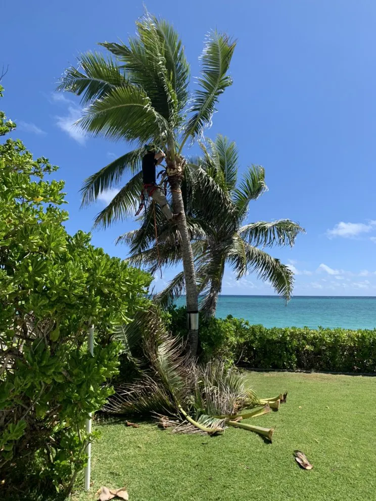 Custom garden landscaping for year-round maintenance across Kailua, HI - The Yard Guy