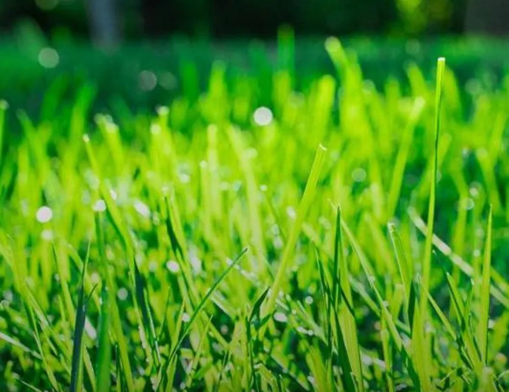 Professional landscape design for year-round maintenance in West Columbia, SC by The Yard Guy