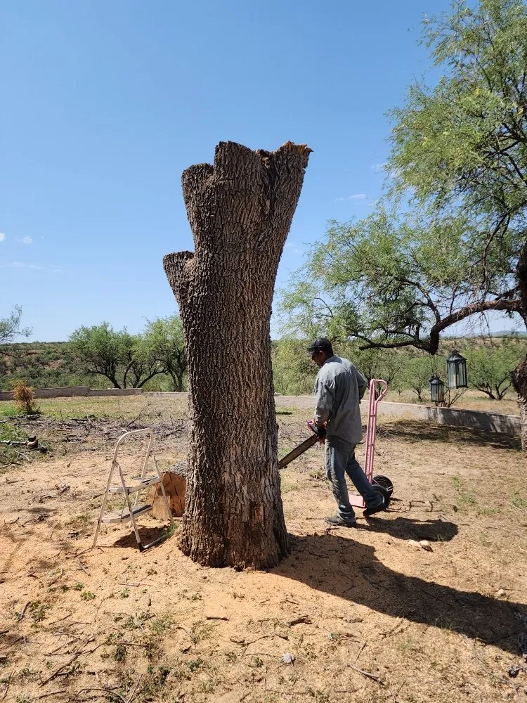 Affordable landscaping services with custom design across Tucson, AZ - The Yard Guys Landscaping