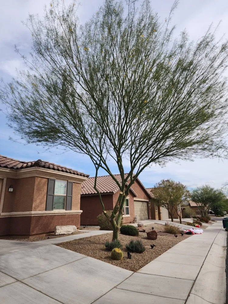 Trusted yard maintenance in Tucson, AZ by The Yard Guys Landscaping