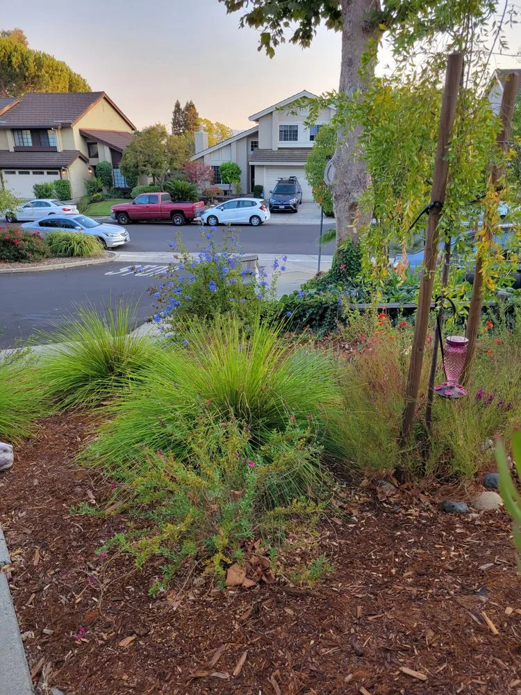 Professional residential landscaping for year-round maintenance across Walnut Creek, CA - The Yard Guys Landscaping