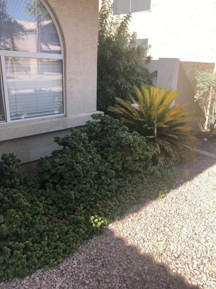 Reliable lawn mowing service for residential properties in Mesa, AZ by The Yard Guys