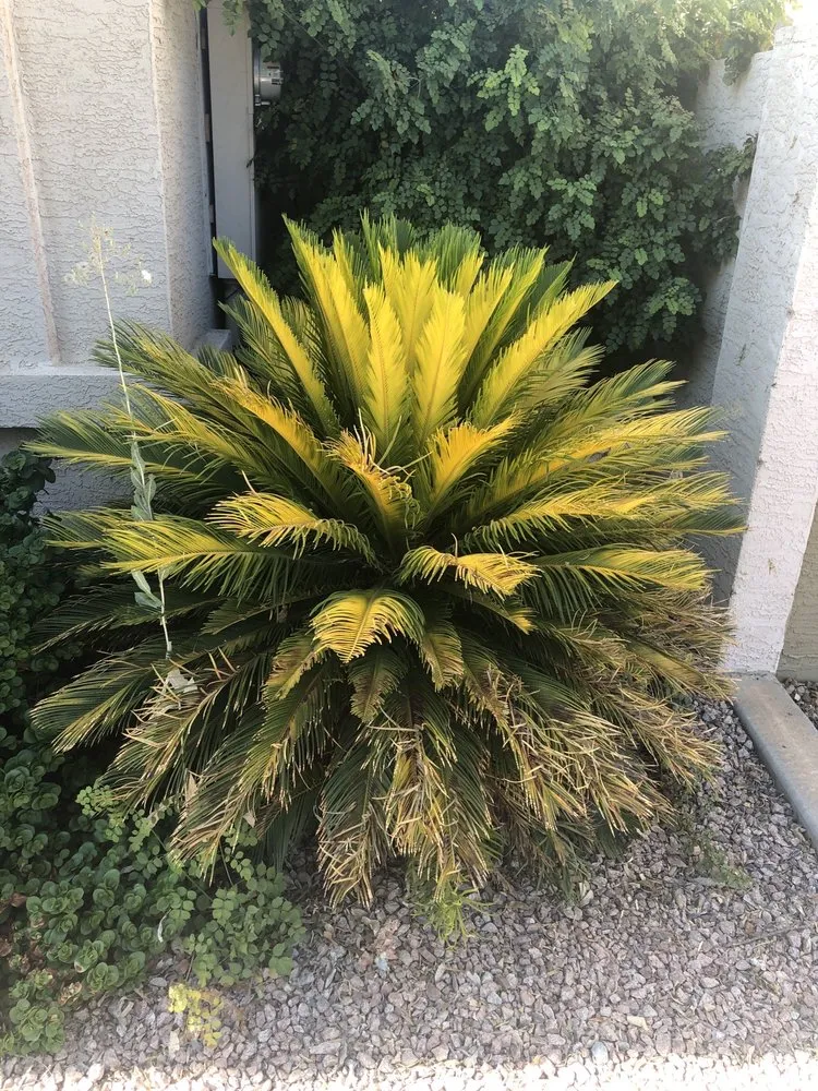 Professional lawn mowing service in Mesa, AZ by The Yard Guys