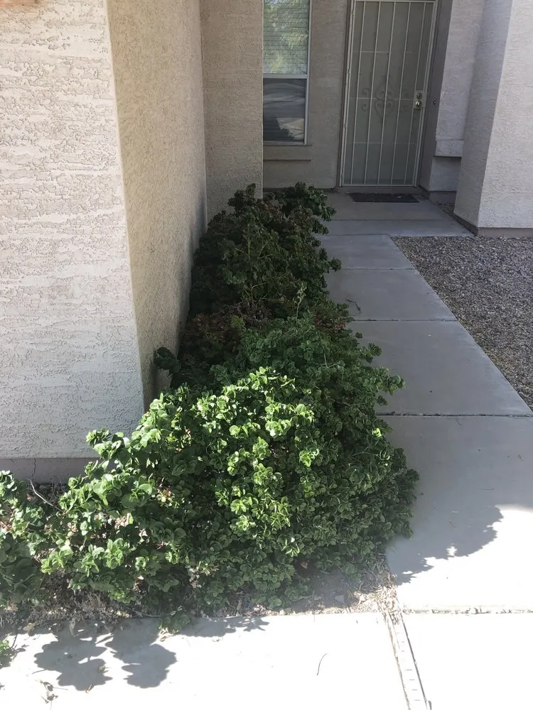 Local residential landscaping experts serving Mesa, AZ - The Yard Guys